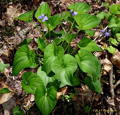 {Viola cucullata}